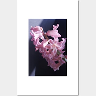 Hyacinth Posters and Art